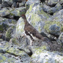 Snow grouse on the way to Prest